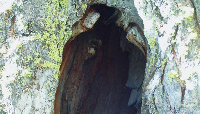 Grosses Baumloch in einem Baum
