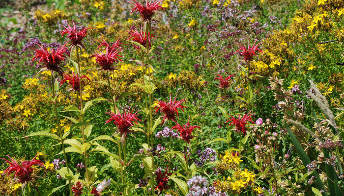 Wiese mit vielen blühenden Blumen