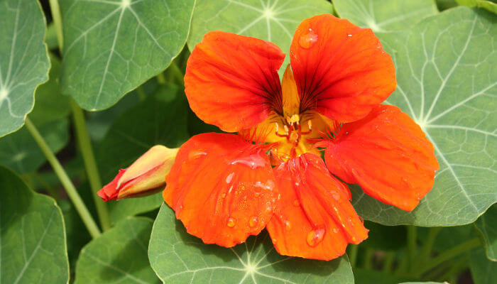 rot-orange Blüte der Kapuzinerkresse