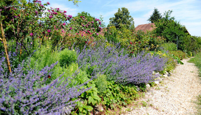 Lavendel