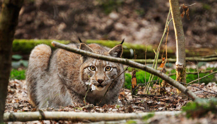 Luchs hinter Holzasten am Boden liegend