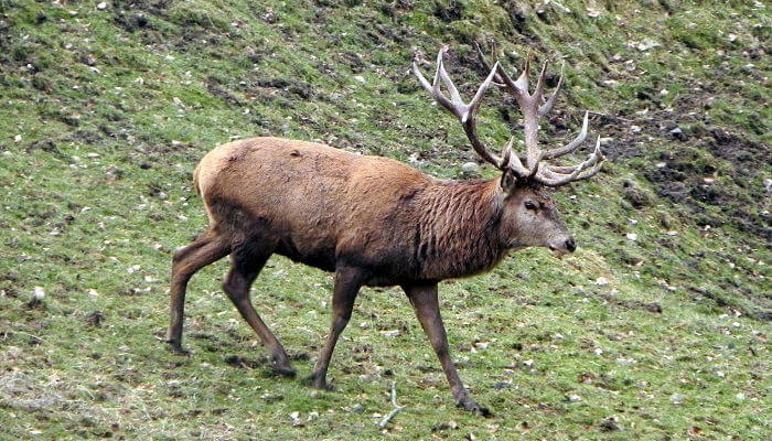 Rothirsch mit grossem Geweih läuft über Wiese