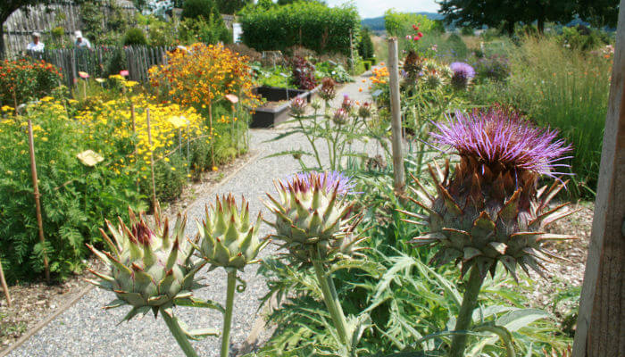 Blühende Blumen im Schaugarten Schloss Wildegg