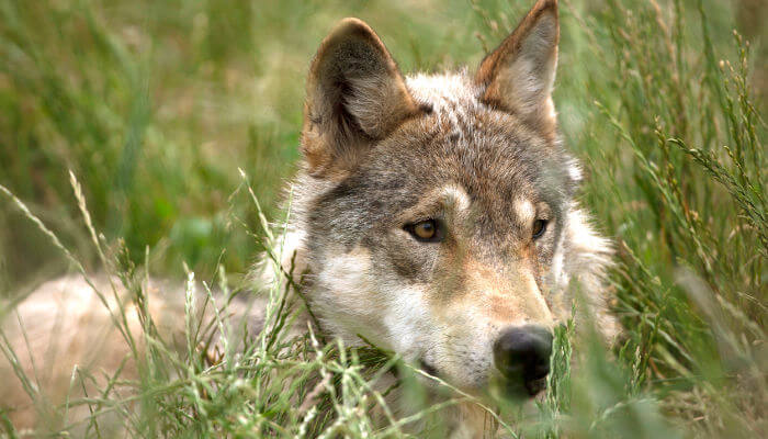 Wolf liegt im hohen Gras im Bündner Calandatal
