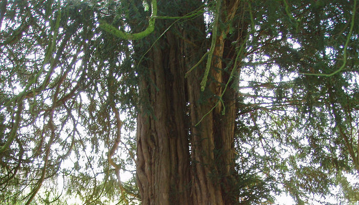 Spezieller Baumstamm im Wald