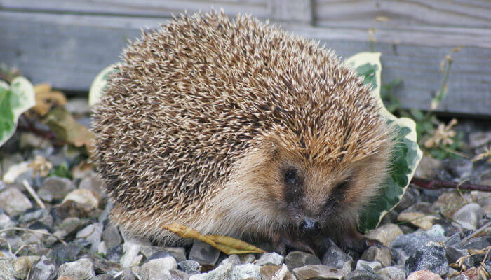 Igel vor einer Holzwand auf Steinen