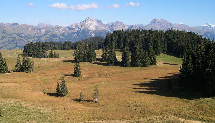 Wiesen mit Tannen in der Moorlandschaft Sparenmoos im Herbst
