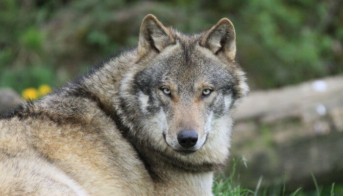 Grauer Wolf Blick rückwärts mit grimigen Gesichtsausdruck