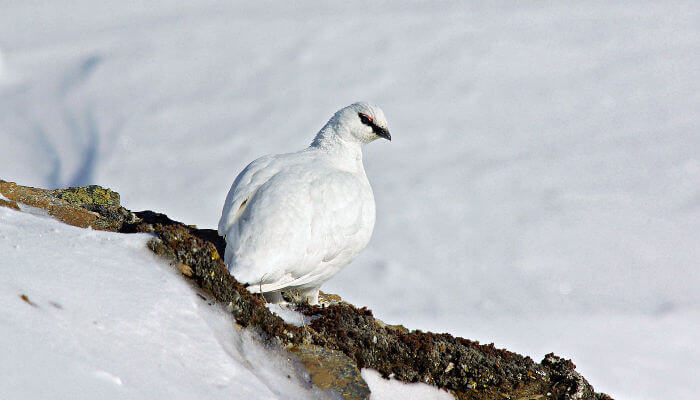Alpenschneehuhn auf grauen Steinen im Schnee