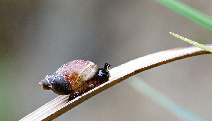 Bernsteinschnecke auf einem Grashalm