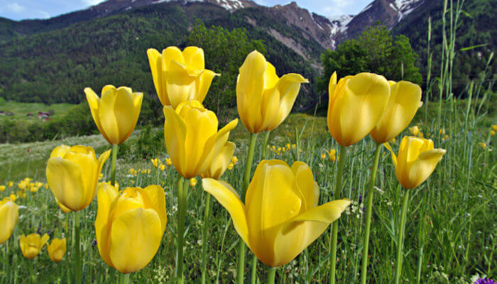 Gelbe Grengjer Wildtulpen im Frühling