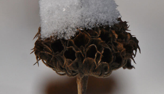 Pholomis-Samenstand mit Schneehaube
