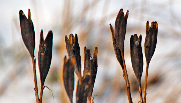 Getrocknete Samenstände Iris im Winter im Garten