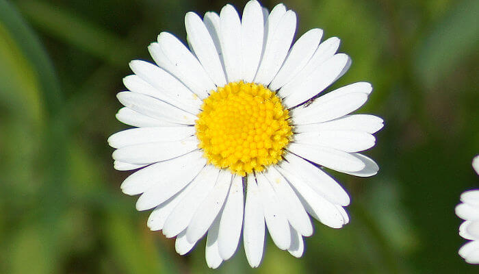 Gänseblümchen von der Sonne erleuchtet