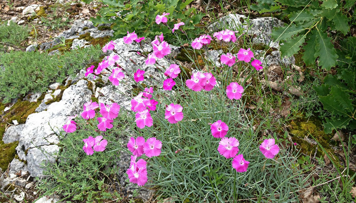 violett-rosa Blüten der Grenobler Nelke