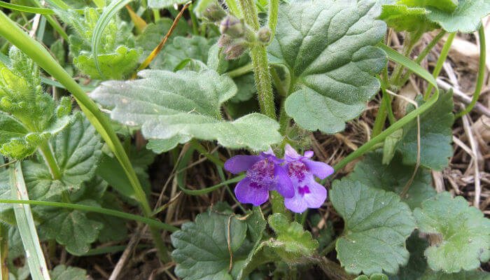Blüten der Grundermann an grünen Blättern