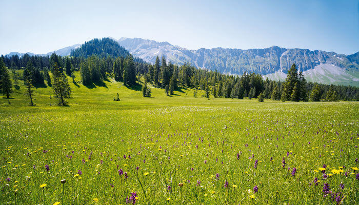 Moorwiese Salwide mit Blüten und Bergpanorama im Sommer