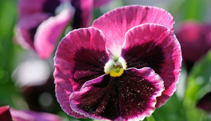 Blüten des violetten Stiefmüeterli