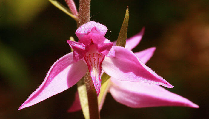 Blüte des roten Waldvögelein
