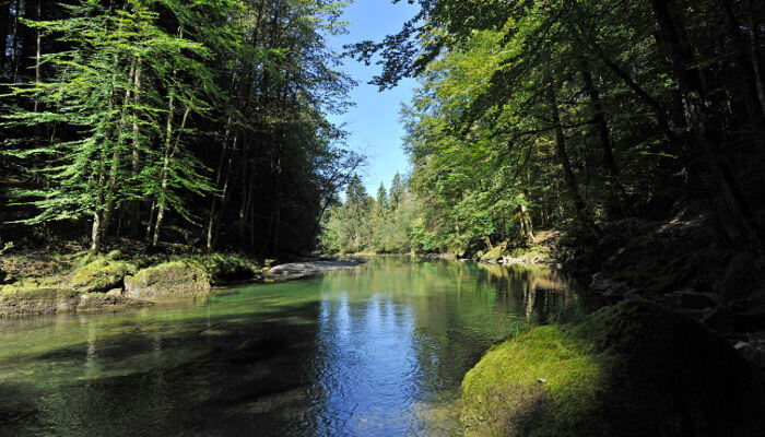 Thur fliesst bei Schönwetter durch Waldstück