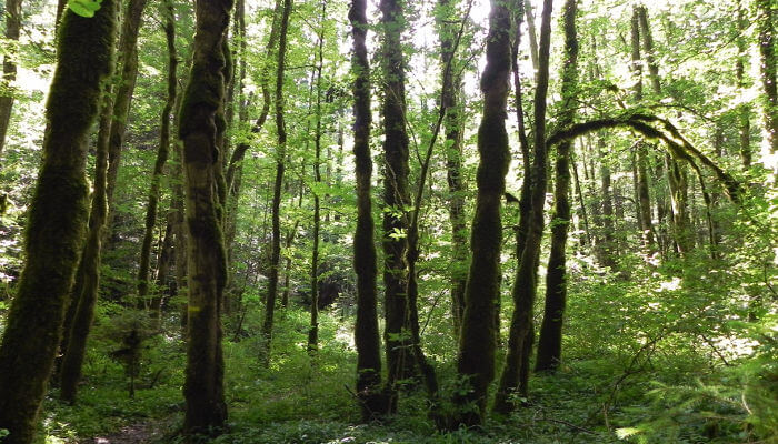 Wald mit mehreren Bäumen im Sommer wirken wie Urzeitwald