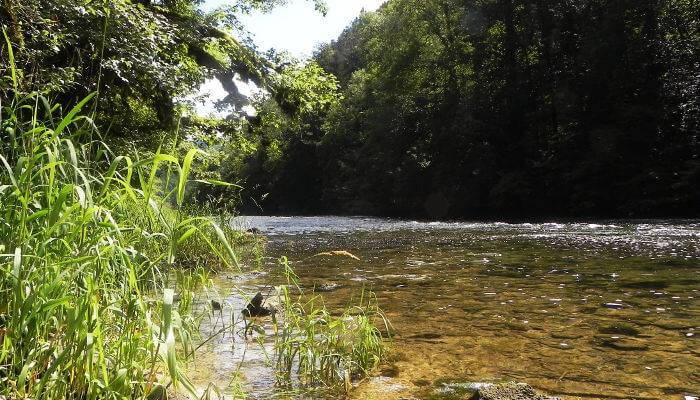 Wälder und der Fluss Doubs bei Sonnenschein im Sommer