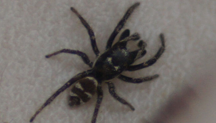 Schwarze Spinne auf dem Boden