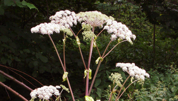 Weisse Blüten der Engelwurz mitten im Wald