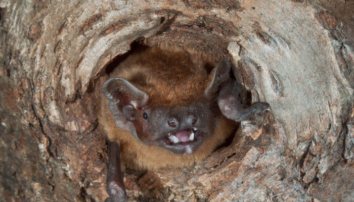Grosser Abendsegler schaut durch ein Holzloch