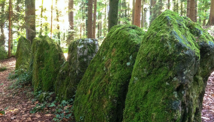 Mit Moos bewachsene spezielle Steinreihe im Säuliamt