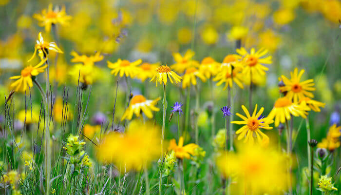Gelbe Blüten der Arnika auf einer Magerwiese