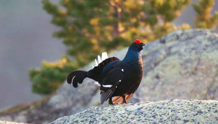 Birkenhuhn an der Sonne auf einem Stein in den Bergen