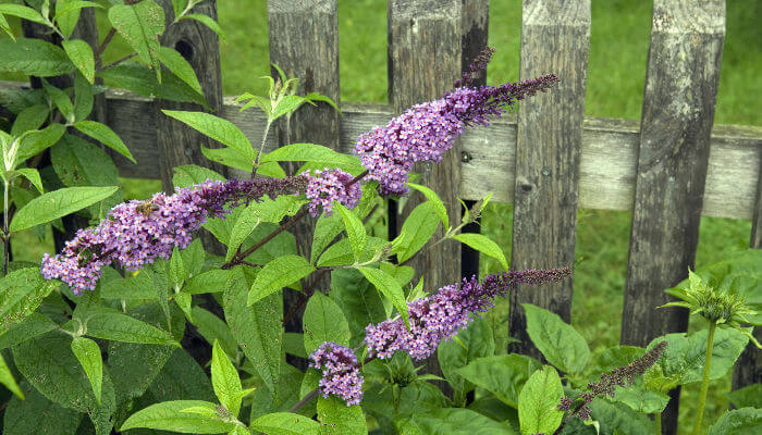 Blüten des Sommerflieders an einem Gartenzaun