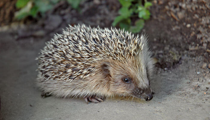Igel auf einem Gehweg in der Stadt