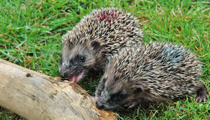 Zwei Igel knabbern an Holzstück