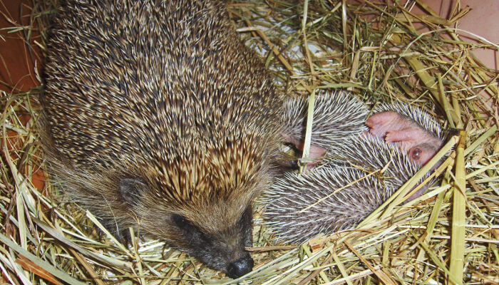 Igelmutter mit drei Jungen im Nest