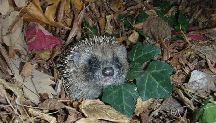 Junger Igel im Laub auf Futtersuche in der Nacht