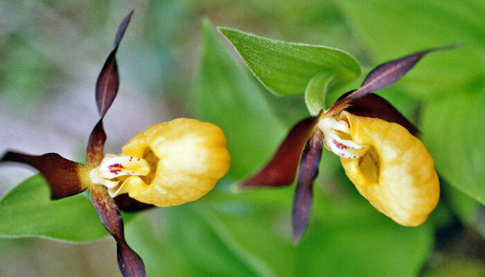 Zwei gelb-violette Orchideen