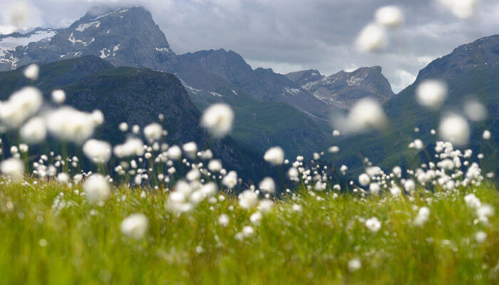 Wiese mit Wollgras auf der Alp Flix