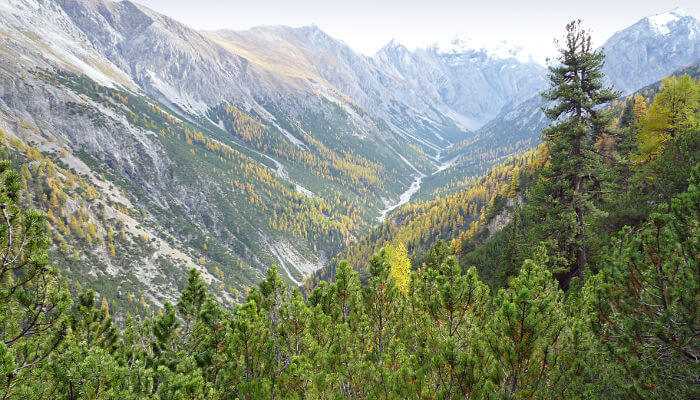 Blick ins Val Cluozza mit Tannen und Bergen