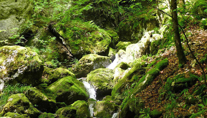 Bach durch Steine mit Moos in der Wolfschlucht