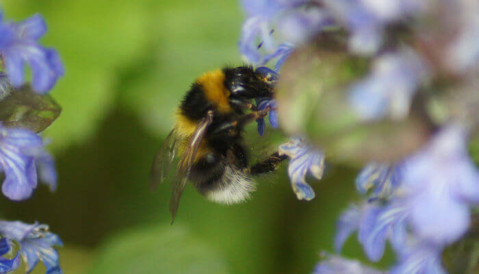 Hummel am Nektar sammeln an violetten Blüten