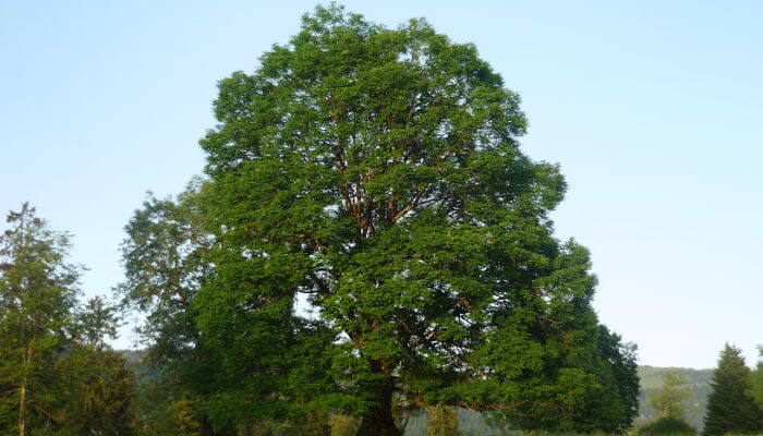 Esche im Frühling in Illgau