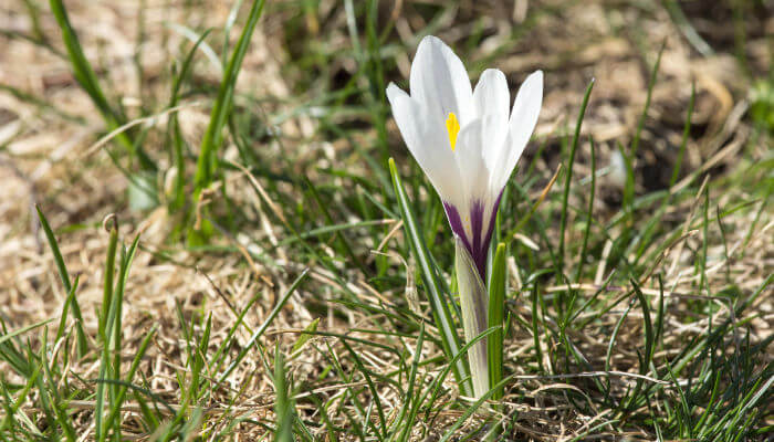 Krokus in einer Wiese im Maggiatal