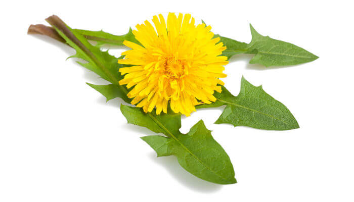 Gelbe Blüte des Löwenzahn und grüne Blätter