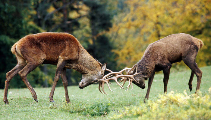 Rothirsche auf Waldlichtung kämpfen mit dem Geweih
