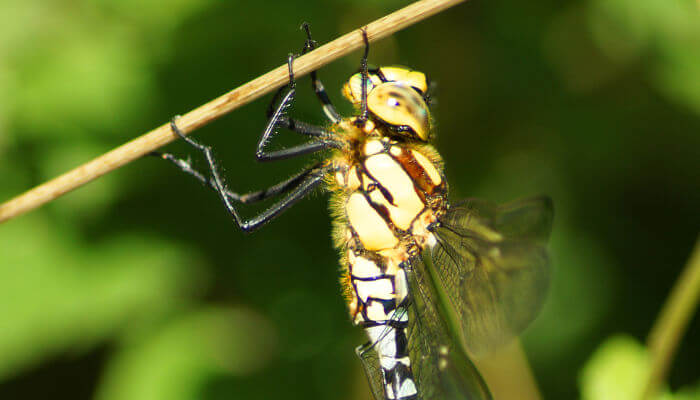 Schillernde Libelle im Sonnenlicht
