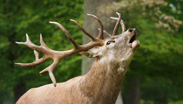 Rothirsch brühlt im Wald