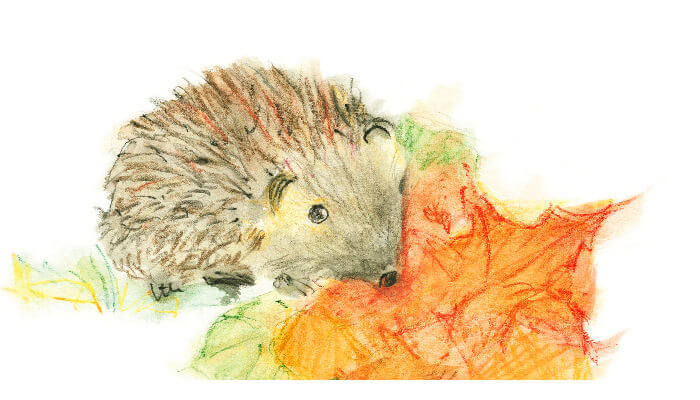 Igel Illustration mit einem Herbstblatt