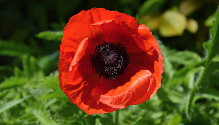 Rote Blüte mit schwarzem Kern des Klatschmohn